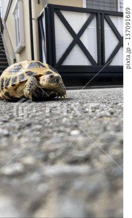 外で冒険するロシアリクガメ 外で冒険するロシアリクガメ 137091689