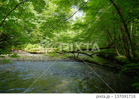 深く輝く緑の森と清らかな渓流の風景 滝と苔むした岩々 137091718
