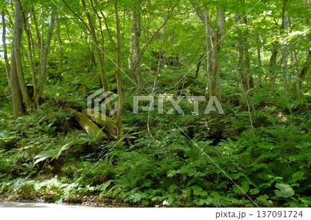 深く輝く緑の森と清らかな渓流の風景 滝と苔むした岩々 137091724
