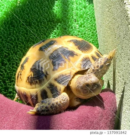足に寄りかかって日光浴をするロシアリクガメ 137091842
