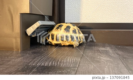 部屋のすみっこで落ち着くロシアリクガメ 137091845