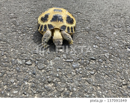 ロシアリクガメ 137091849