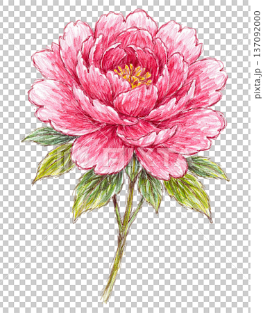 牡丹花插圖 137092000