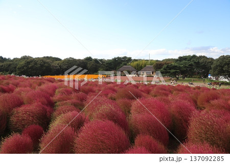 ひたち海浜公園コキア紅葉とコスモス ひたち海浜公園コキア紅葉とコスモス 137092285