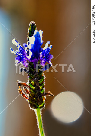 春の光を浴びる紫のデンターラベンダーの花 春の光を浴びる紫のデンターラベンダーの花 137092466