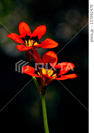 赤いスパラキシスの花 137092470