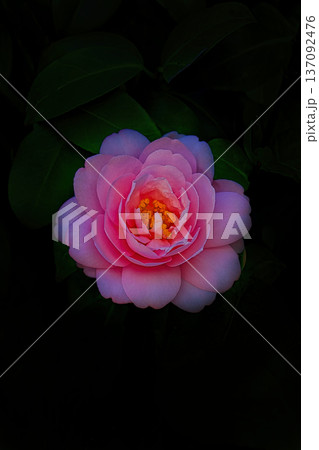 美しいピンクの椿の花 137092476