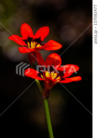 赤いスパラキシスの花 137092477