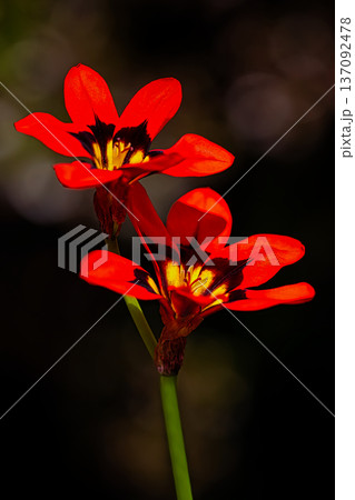 燃えるような、赤いスパラキシスの花 137092478