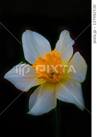 黒バックに浮き上がる一輪のスイセンの花 黒バックに浮き上がる一輪のスイセンの花 137092530