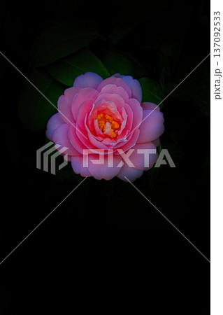 黒バックに浮かび上がるピンクのツバキ 黒バックに浮かび上がるピンクのツバキ 137092533