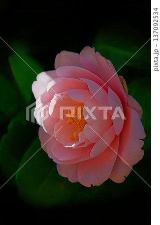 美しいピンクの椿の花 137092534