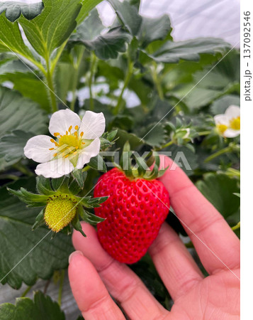 いちご狩りで収穫する完熟いちごと花と未熟果 春の農業体験 いちご狩りで収穫する完熟いちごと花と未熟果 春の農業体験 137092546
