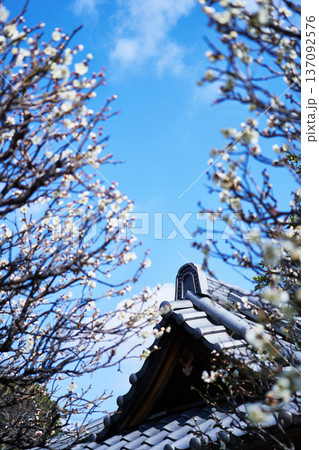 梅の花とお寺の屋根 梅の花とお寺の屋根 137092576