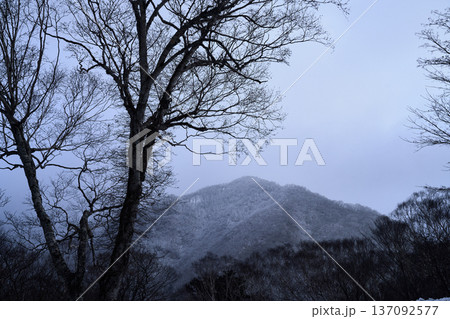 曇り空の下凍り付いた裏山と葉が落ちた木 曇り空の下凍り付いた裏山と葉が落ちた木 137092577