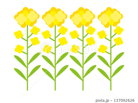菜の花のイラスト 菜の花のイラスト 137092626