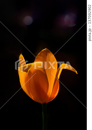 夜の花壇に咲くチューリップ 137092902