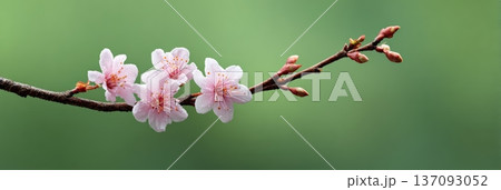 Blooming pink flowers and delicate buds flourishing on a branch, set against a softly blurred green background, create a serene and beautiful scene of nature's tranquility Blooming pink flowers and delicate buds flourishing on a branch, set against a softly blurred green background, create a serene and beautiful scene of nature's tranquility 137093052