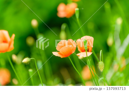 柔らかな光に包まれて咲くオレンジ色のナガミヒナゲシ 137093713