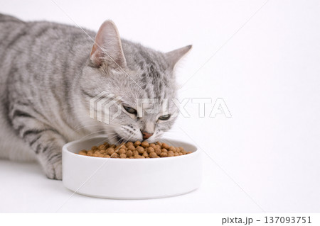 白いお皿に盛られたキャットフードを食べる猫　ドアップ 137093751