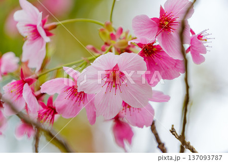 春の光に透ける鮮やかなピンクの桜 137093787