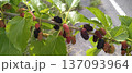桑の実 137093964