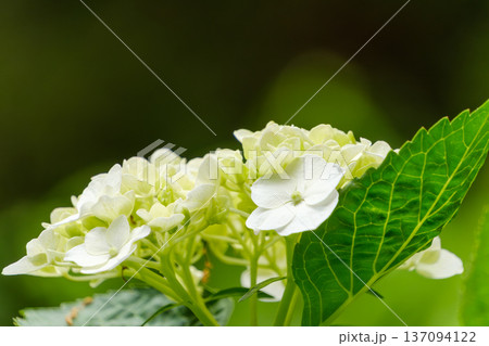 瑞々しい緑の葉と重なり合って咲く白いアジサイの花 瑞々しい緑の葉と重なり合って咲く白いアジサイの花 137094122