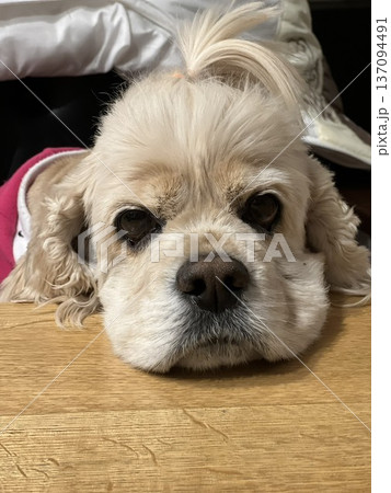 見つめる犬 137094491