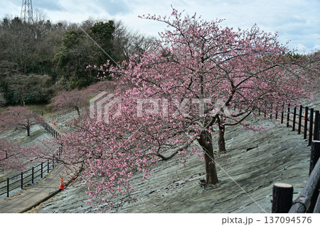 福島県いわき市21世紀の森公園　早咲きの河津桜（7分咲き） 137094576