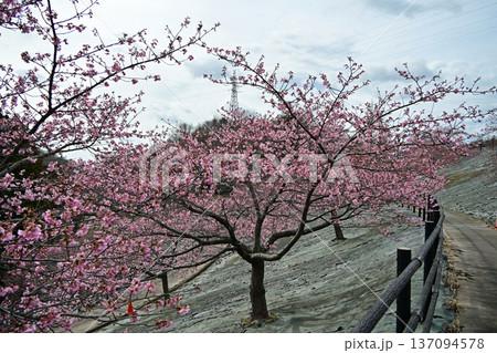 福島県いわき市21世紀の森公園 早咲きの河津桜(7分咲き) 福島県いわき市21世紀の森公園 早咲きの河津桜(7分咲き) 137094578