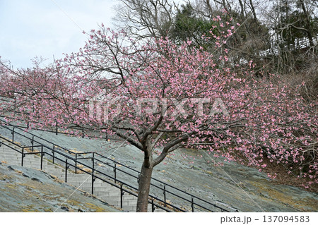福島県いわき市21世紀の森公園 早咲きの河津桜(7分咲き) 福島県いわき市21世紀の森公園 早咲きの河津桜(7分咲き) 137094583