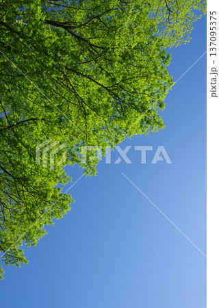 新緑と青空 「中部山岳国立公園」《長野県 松本市》 新緑と青空 「中部山岳国立公園」《長野県 松本市》 137095375