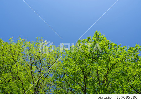 新緑と青空 「中部山岳国立公園」《長野県 松本市》 新緑と青空 「中部山岳国立公園」《長野県 松本市》 137095380