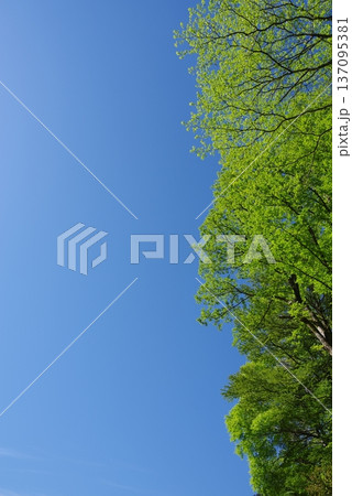 新緑と青空 「中部山岳国立公園」《長野県 松本市》 新緑と青空 「中部山岳国立公園」《長野県 松本市》 137095381