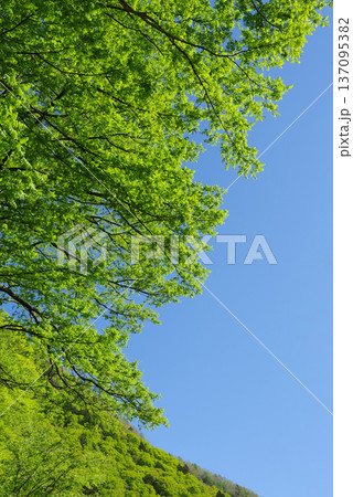 新緑と青空 「中部山岳国立公園」《長野県 松本市》 新緑と青空 「中部山岳国立公園」《長野県 松本市》 137095382