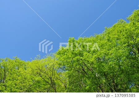 新緑と青空 「中部山岳国立公園」《長野県 松本市》 新緑と青空 「中部山岳国立公園」《長野県 松本市》 137095385