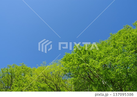 新緑と青空 「中部山岳国立公園」《長野県 松本市》 新緑と青空 「中部山岳国立公園」《長野県 松本市》 137095386