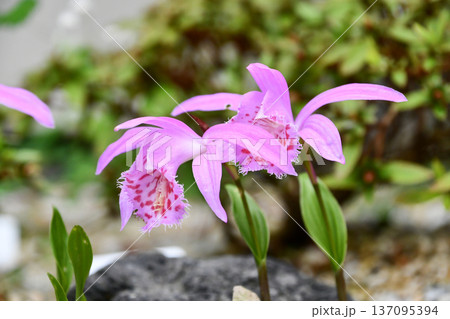 タイリントキソウ(プレイオネ) Pleione formosana タイリントキソウ(プレイオネ) Pleione formosana 137095394