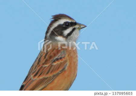 ホオジロ 137095603