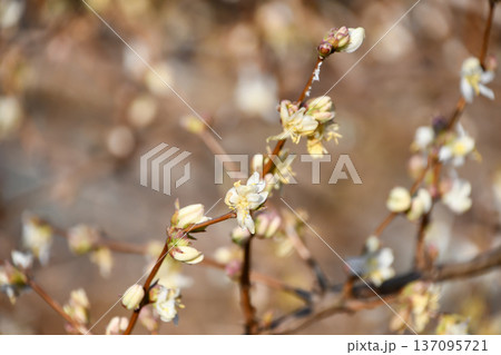 ロニケラ「レモンビューティー」 Lonicera 'Lemon beauty' ロニケラ「レモンビューティー」 Lonicera 'Lemon beauty' 137095721
