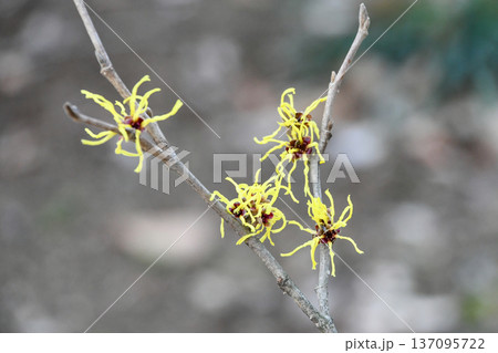 ハマメリス　Hamamelis 137095722