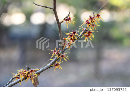ニシキマンサク　Chinese fringe flower 137095723