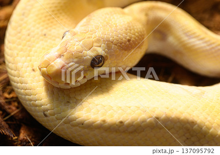 ボールパイソン 飼育されている爬虫類 ボールパイソン 飼育されている爬虫類 137095792