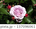 井頭公園　バラ園　マチネ 137096061