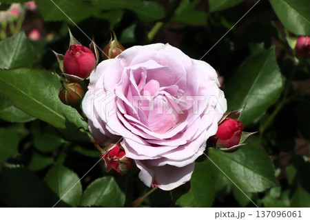 井頭公園　バラ園　マチネ 137096061