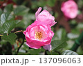 井頭公園　バラ園　恋いこがれ 137096063