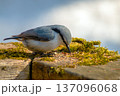 公園でコケをつつくゴジュウカラのクローズアップ 137096068