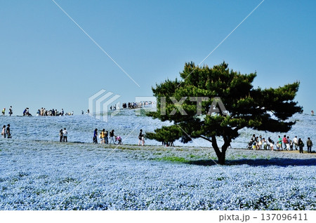 国営ひたち海浜公園のネモフィラと松の木 国営ひたち海浜公園のネモフィラと松の木 137096411