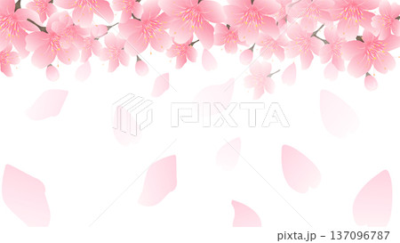 桜　春　風景　背景　 137096787