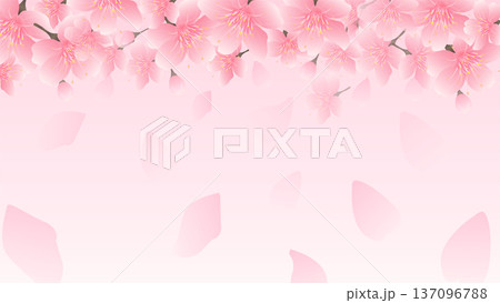桜　春　風景　背景　 137096788